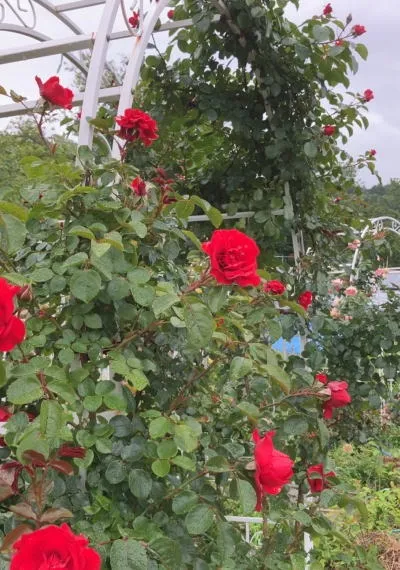 土岐細野メゾチント美術館&ガーデンズ