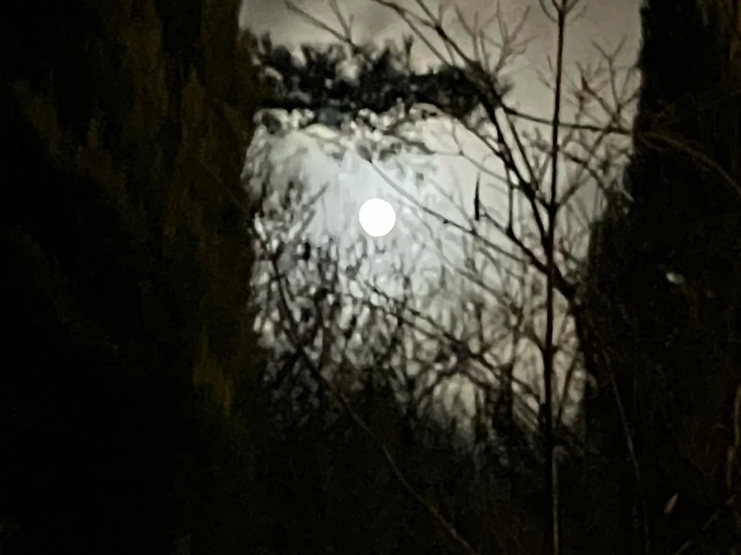 12月５日満月cold moonだそうです。