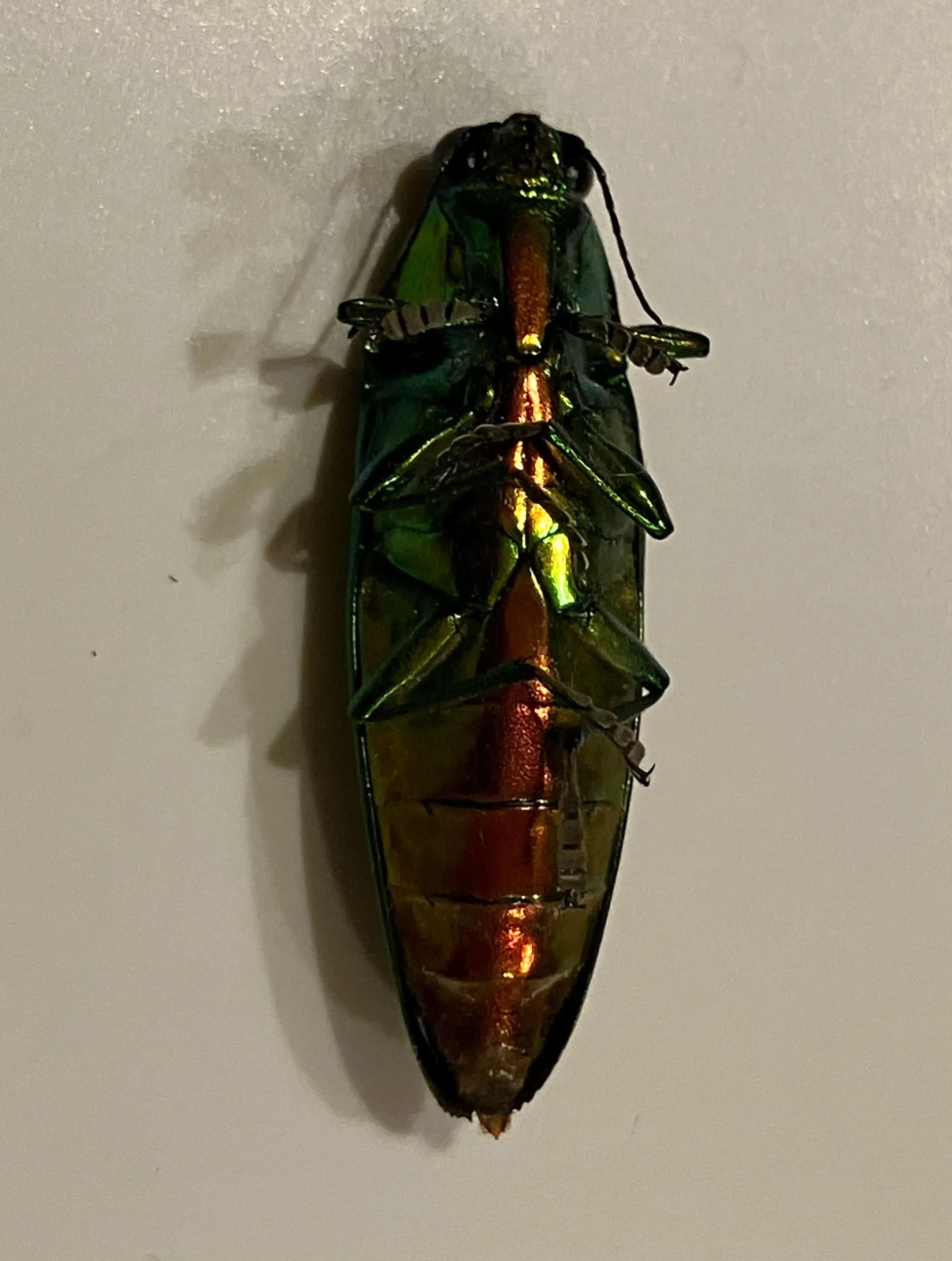 20260725205840_0_2.jpg