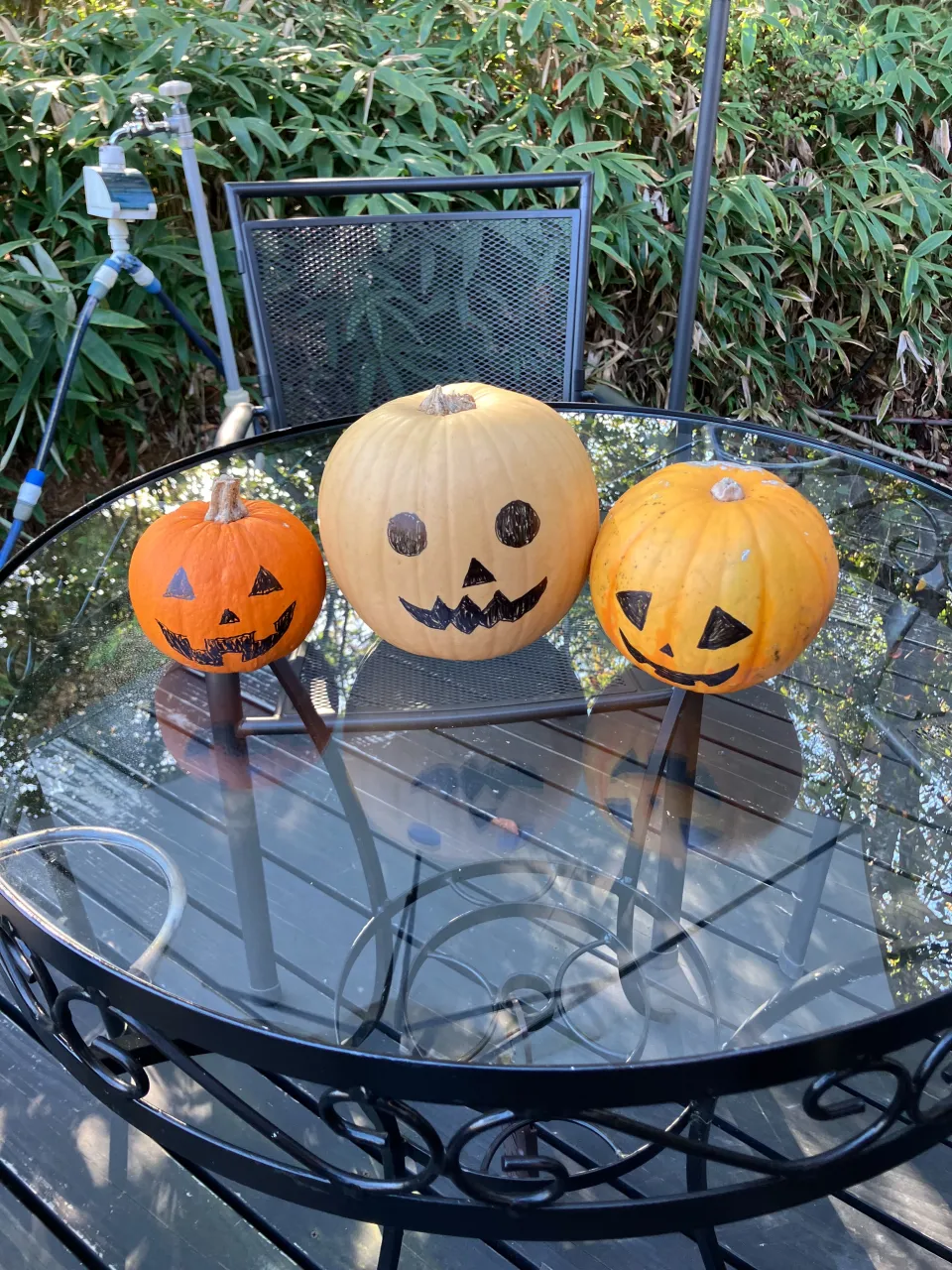 ガーデンで採れたハロウィンの🎃カボチャです。