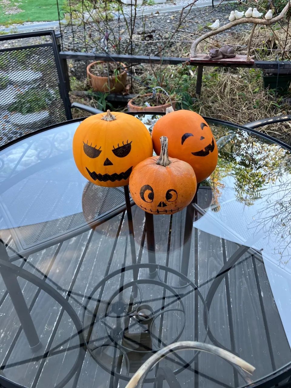 ガーデンで採れたハロウィンの🎃カボチャです。