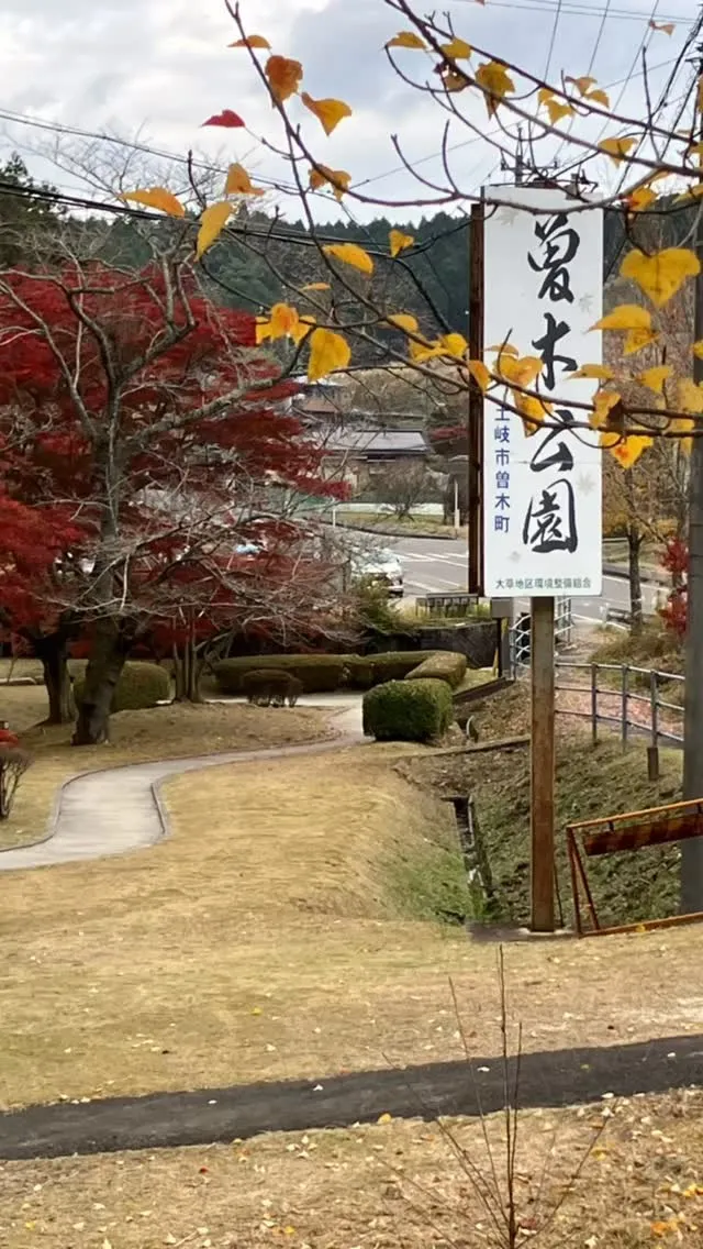 昨日の曽木公園です。